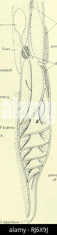 . Stellung der Morphologie. Morphologie (Tiere); Chordata. Gallenblase led Herzbeutel ng nterior Kammer der Stomaci iver ventrale Mesenterium^ - Blase phoid anterior Hafen von kidnc posterioren Ende des Magen Darm: 1 - Niere^ ventrale Mesenterium. Milz terior Ausbau von Magen, Galle" (gestrichelte Linien' Blase ventralen Pankreasgang dorsalen Pankreasgang Bauchspeicheldrüse (umkreist die rechte Seite des vorderen Ende des Darmes). Bitte beachten Sie, dass diese Bilder extrahiert werden aus der gescannten Seite Bilder, die digital haben für die Lesbarkeit verbessert - Färbung und Aussehen dieser Abbildungen können nicht perfe Stockfoto