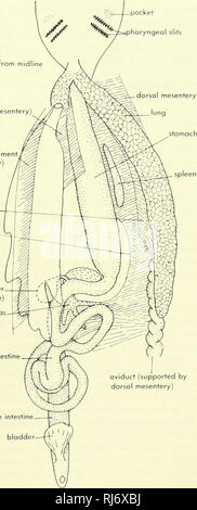 . Stellung der Morphologie. Morphologie (Tiere); Chordata. Tasche. pharyngeal Schlitze Dünndarm dorsalen Mesenteriums zog über von Midline gastrohepotic Ligament (mesenterium) Milz falciform ligomenty (mesenterium) Eileiter Mesenterium von Lunge free Marge der dorsalen Mesenteriums^ stomacfi Gallenblase - (gestrichelte Linie) Bauchspeicheldrüse Dünndarm. Eileiter (durch dorsalen Mesenteriums unterstützt) Dickdarm B Mullerian Kanal kloake Abbildung 9-11 geöffnet. Ventrolateralen Ansichten der Eingeweide von Crypfobronchus, A, und Necfurus, B. DEN VERDAUUNGSTRAKT UND ZUGEHÖRIGEN STRUKTUREN • 263. Bitte beachten Sie, dass diese Bilder sind ext Stockfoto