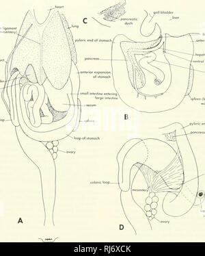 . Stellung der Morphologie. Morphologie (Tiere); Chordata. gallengang Herzen Gallenblase falciform Ligament (ventrale Mesenterium) Eileiter Galle Pankreas bladde. colonic Loop. Gallengang anterior Expansion der stomocfi hepatische Vena portae ventral Abdominal- Vene duodenum Milz (weitgehend in der rechten Wand des Magens) pyloric Ende des Magens Bauchspeicheldrüse terminal Ende der Dünndarm Abbildung 9-8. Ventrale Ansichten der Eingeweide von/Guano. A, ventralen viev/der Inhalte der Körperhöhle; B, Loop des Magens und der Bauchspeicheldrüse; C, Galle und bauchspeicheldrüsengänge Eingabe Darm; D, großer Darm mit seinen COLONIC Stockfoto