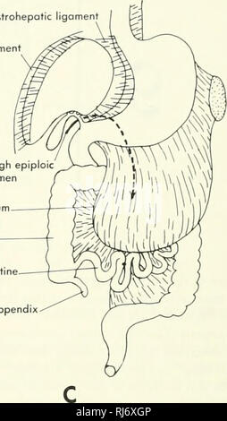 . Stellung der Morphologie. Morphologie (Tiere); Chordata. gallenblase Dünndarm gastrohepatic Ligament falciform ligament Milz Pfeil durch epiploic foramen Omentum majus arge Darm Dünndarm.. Anhang Abbildung 9-1. Drei Etappen in der Entwicklung der Verdauungstrakt von einem Säugetier wie in ventralen gesehen. (Nach Patten, 1946) Gürteltiere, während Hyrax hat mehrere caecal Beutel entlang der Dickdarm, einschließlich ein Paar seitliche Divertikel. Eine Blinddarm fehlt in einigen Säugetieren - Nilpferd, die spitzmaus Talpa, einige Fledermäuse, und Bären. Der Dickdarm Kurven auf der Rig Stockfoto