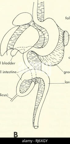 . Stellung der Morphologie. Morphologie (Tiere); Chordata. horyngeal Tasche magen Leber Galle bloddei Eigelb Kombischalter (heterozygotie) allantois Stiel Eigelb Kombischalter (heterozygotie. gallenblase Dünndarm gastrohepatic Ligament falciform ligament Milz Pfeil durch epiploic foramen Omentum majus arge Darm Dünndarm.. Bitte beachten Sie, dass diese Bilder sind von der gescannten Seite Bilder, die digital für die Lesbarkeit verbessert haben mögen - Färbung und Aussehen dieser Abbildungen können nicht perfekt dem Original ähneln. extrahiert. Jollie, Malcolm. New York, Reinhold Stockfoto