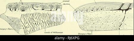 . Stellung der Morphologie. Morphologie (Tiere); Chordata. Abbildung 8-33. Schnitt durch eine Skala von Cheiroiepis eine frühe paleonrscoid. (Nach Aldinger, 1937) Generationen von denticles ganoin Schichten. Sharpey fibei's B vaskuläre Kanal Abbildung 8-34. Sektionen durch die Waage der paloeoniscoids. A, Orvikwna vardiaensis (oberen Mitteldevon), in der (denen) die ocellulor Base hat viele Verzweigungen Kanäle von Williamson; B, £/onicht/iys punctafus mit einer Mobilfunkbasisstation und eine laminierte ganoin abdecken. (A, nach 0 rvig, 1957; B, nach Aldinger, 1937) ganoin Schichten Dentintubuli. Bitte beachten Sie, dass diese Bilder extra sind Stockfoto