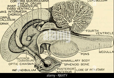 . Die chordates. Chordata. C. Die TARSIER. D. MARMOSET Abb. 527. Diagramme der Gehirne der Insektenfresser und der niedrigeren Primaten, von der linken Seite gesehen. Die Abbildungen zeigen die zunehmende Dominanz der Zentren der Vision über den Geruch. (A) Gehirn von jumping Spitzmaus. (B) Gehirn von Baum Spitzmaus. (C) das Gehirn des Primas Tarsias. (D) Gehirn der Krallenaffen. (Nach Smith. Höflichkeit, Neal und Rand: "Stellung der Anatomie", Philadelphia, die Blakiston Company.) CORPORA QUADRIGEMINA, ZIRBELDRÜSE ORGEL POST COMMISSURE DRITTEN VENTRIKEL ^---^ MAS. INTERMEDIA^p^i •'!;,;. Ich CHORIOIDx^';;;;;;;; i J corpus yl [v CALLO Stockfoto