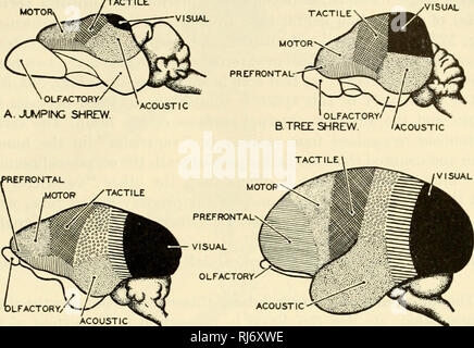 . Die chordates. Chordata. Mammalia: N "sein System Ro 9. C. Die TARSIER. D. MARMOSET Abb. 527. Diagramme der Gehirne der Insektenfresser und der niedrigeren Primaten, von der linken Seite gesehen. Die Abbildungen zeigen die zunehmende Dominanz der Zentren der Vision über den Geruch. (A) Gehirn von jumping Spitzmaus. (B) Gehirn von Baum Spitzmaus. (C) das Gehirn des Primas Tarsias. (D) Gehirn der Krallenaffen. (Nach Smith. Höflichkeit, Neal und Rand: "Stellung der Anatomie", Philadelphia, die Blakiston Company.) CORPORA QUADRIGEMINA, ZIRBELDRÜSE ORGEL POST COMMISSURE DRITTEN VENTRIKEL ^---^ MAS. INTERMEDIA^p^i •'!;,;. CHORIOIDx^'i Stockfoto