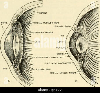 . Die chordates. Chordata. Mammalia: Nervensystem 683. Abb. 510. Diagramme zur Veranschaulichung der Unterkunft des Auges, die durch die Änderung der Form des Objektivs. Der elastischen Linse ist durch die Spannung des aufschiebende Bänder abgeflacht. Wenn der kreisförmige Muskel des Iris Verträge, Spannung ist entspannt und die Linse setzt eine fast sphärische Form als Ergebnis der Elas-ticity. (A) Die Linse angepasst für ferne Vision. (B) Die Unterkunft der Linse für Kurzsichtigkeit. Die Abbildungen, um die Zunahme der Konvexität übertreiben. (Nach Kahn: "Der Mensch", Zürich, Albert Miiller.) Wale, esp Stockfoto