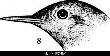 . Eine Geschichte der nordamerikanische Vögel [microform]: Land der Vögel. Vögel, Ornithologie; Oiseaux; Ornithologie. . Bitte beachten Sie, dass diese Bilder sind von der gescannten Seite Bilder, die digital für die Lesbarkeit verbessert haben mögen - Färbung und Aussehen dieser Abbildungen können nicht perfekt dem Original ähneln. extrahiert. Baird, Spencer F., 1823-1887; Brauer, T.M. (Thomas Mayo), 1814-1880; Ridgway, Robert, 1850-1929. Boston: Little, Brown Stockfoto