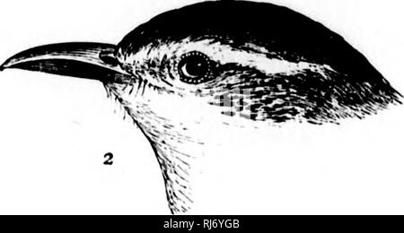 . Eine Geschichte der nordamerikanische Vögel [microform]: Land der Vögel. Vögel, Ornithologie; Oiseaux; Ornithologie. . Bitte beachten Sie, dass diese Bilder sind von der gescannten Seite Bilder, die digital für die Lesbarkeit verbessert haben mögen - Färbung und Aussehen dieser Abbildungen können nicht perfekt dem Original ähneln. extrahiert. Baird, Spencer F., 1823-1887; Brauer, T.M. (Thomas Mayo), 1814-1880; Ridgway, Robert, 1850-1929. Boston: Little, Brown Stockfoto