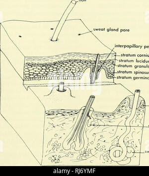 . Stellung der Morphologie. Morphologie (Tiere); Chordata. 8. Die Haut und seine Derivate die Haut der Wirbeltiere besteht aus zwei Schichten, einer äusseren Epidermis der ektodermalen Ursprungs und einem inneren Dermis der meso-dermalen Herkunft. Jede der Schichten, im Gegensatz zu denen der Wirbellosen, gebildet aus mehreren Arten von Zellen und verschiedene Formen der gleichen Art von Zelle (Abbildungen 8-1 und 8-2). Beide Teile können in der Haut Derivate, die Zähne, Schuppen, knochigen Platten, verhornten Skalen, Nägel, Federn, Haare, mehrere Arten von Drüsen (einschließlich der Milchdrüsen) eingebunden werden, und viele sensorische structu Stockfoto