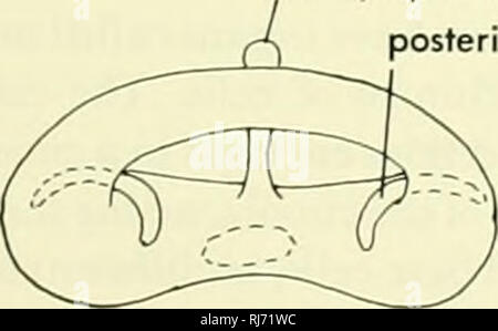 . Stellung der Morphologie. Morphologie (Tiere); Chordata. Endolymphatischen foramen foramen Foramen metotic perilymphatic Eidechse fenestra cochleae metotic Foramen säugetier Abbildung 13-22. Schematischer Querschnitt durch den otic Kapseln von mehreren tetropods zeigt die Variationen des Innenohrs und perilymphatic sac Entwicklung. (Nach Cordier und Dolcq, 1945, und Romer, 1955) und lagenar maculae (sensorischen) sowie einer makula neglecta (Abbildung 13-23). Es gibt keine otolithen oder Granulat; die Strömungen innerhalb der utricular Kammern erscheinen, um diese Stelle. Die Endolymphatischen Kanal ist eine kurze, geschlossene t Stockfoto