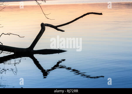 Ein Ast Balatonfüred 1963 Sehen und spiegelt sich im Wasser, Stockfoto