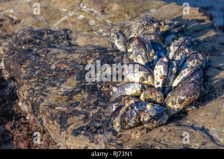 Eine Nahaufnahme Bild einer Gruppe von Kalifornien Miesmuscheln (Mytilus californianus) wachsen auf den Felsen an einem sonnigen Tag Stockfoto