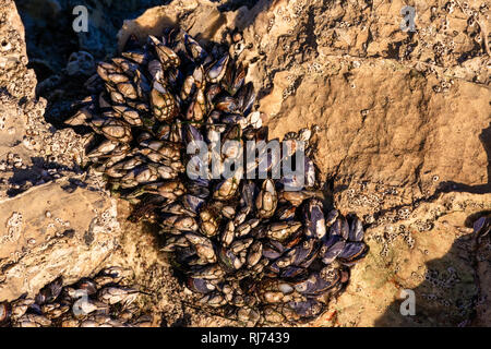 Eine Nahaufnahme Bild einer Gruppe von Kalifornien Miesmuscheln (Mytilus californianus) wachsen auf den Felsen an einem sonnigen Tag Stockfoto