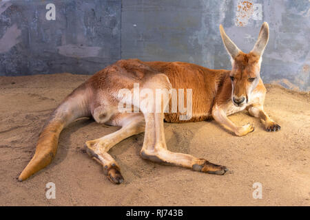 Red australian Kangaroo zur Festlegung ruht auf dem Sand in einem Zoo in eine lustige himan - wie mit ihren Augen darstellen, geschlossen Stockfoto