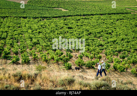 Weinberg in Aibar. Navarra. Spanien Stockfoto