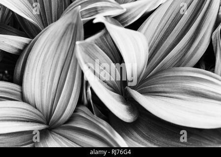 Zierpflanze, gestreifte Blätter in unterschiedlichen Graustufen, Muster, Hintergrund, Stockfoto