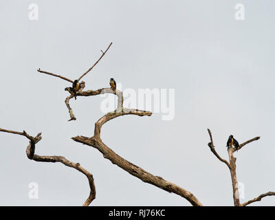 Finkenfälkchen, (Microhierax fringillarius), Kaeng Krachan, Phetchaburi, Thailand Stockfoto