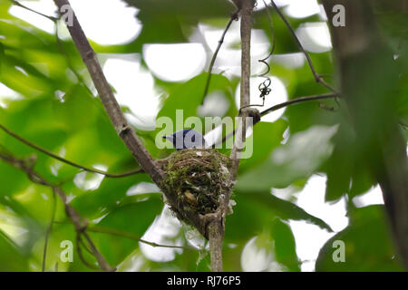 Schwarzgenickschnäpper im Nest, (Hypothymis azurea), Kaeng Krachan, Phetchaburi, Thailand Stockfoto