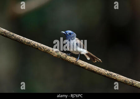 Schwarznackenschnäpper Weibchen, (Hypothymis azurea), Kaeng Krachan, Thailand, Asien Stockfoto