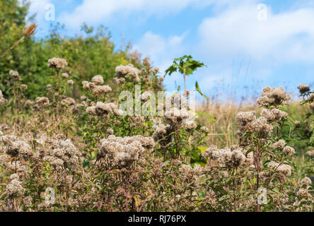 Creeping Thistle (Cirsium arvense) Pflanze im Samen im Herbst wächst in Großbritannien. Stockfoto