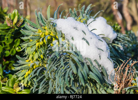 Euphorbia characias - Wolfsmilch subsp Wulfenii (Mittelmeer) Pflanze im Winter mit Schnee in Großbritannien. Stockfoto