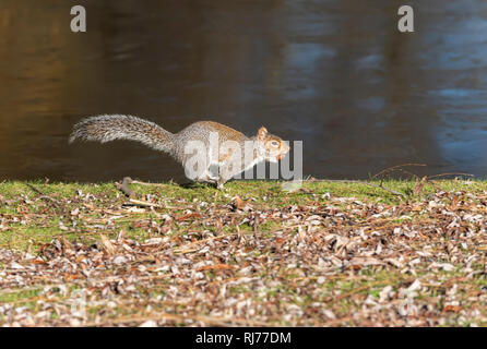 Graue Eichhörnchen Sciurus UK carolinesis, laufen mit Eichel in den Mund, Regent's Park, London, Großbritannien Stockfoto