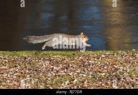 Graue Eichhörnchen Sciurus UK carolinesis, laufen mit Eichel in den Mund, Regent's Park, London, Großbritannien Stockfoto