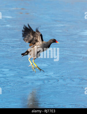 Sumpfhuhn UK Gallinula chloropus Fliegen, gefrorenen See London UK Stockfoto