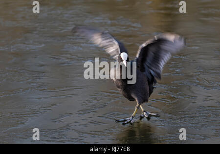 Blässhuhn Fulica atra zu Fuß auf Eis, London UK Stockfoto
