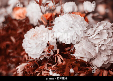 Schönen lebenden Korallen blumen blumenstrauss hautnah. Natürliches Konzept im Angebot lebende Koralle Farbe. Stockfoto