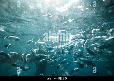 Fischschwarm unter Wasser, Stockfoto
