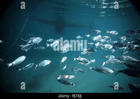 Fischschwarm unter Wasser, Stockfoto