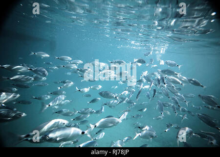 Fischschwarm unter Wasser, Stockfoto