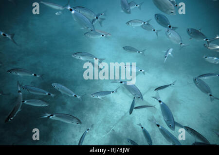 Fischschwarm unter Wasser, Stockfoto