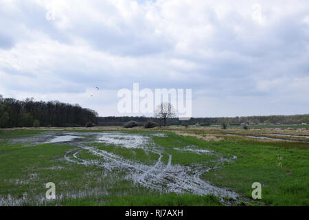 Überschwemmte Feld auf 'Grady odrzanskie' - Odra River in der Nähe von Breslau. Natur Schutzgebiete "Natura 2000". Dolnoslaskie, Polen. Stockfoto