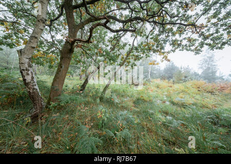 Laubbäumen Waldland in Guildford, Surrey Stockfoto