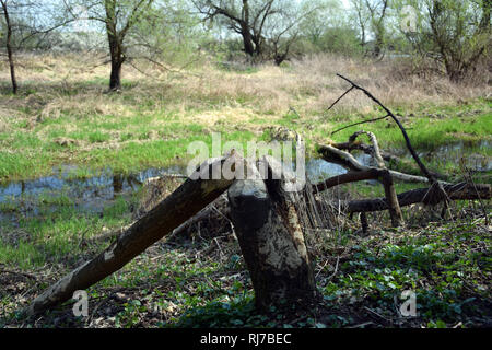 Bäume von Biber gefallen. Bäume trunk Zerbissen von Castor. Polen Stockfoto