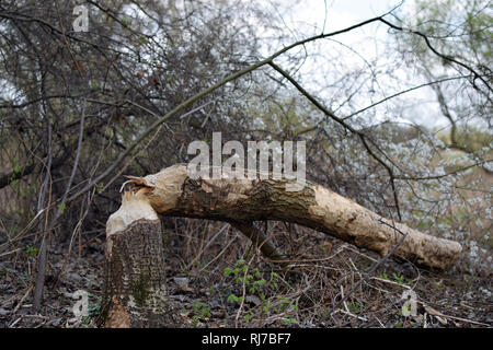 Bäume von Biber gefallen. Bäume trunk Zerbissen von Castor. Polen Stockfoto