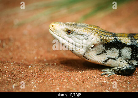 Beliebte Haustier gecko, Gecko eine Nacht aktiv Eidechse Stockfoto