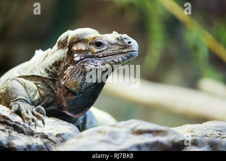 Grüner Leguan, stehend auf einem Zweig Stockfoto