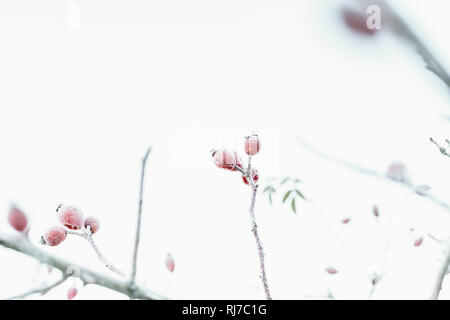 Hagebutten ein einem Strauch im Winter, Stockfoto