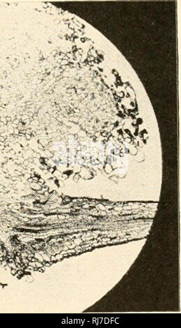 . Die Chemie und Wirkungsweise von Pflanzenwachstum Stoffe; Proceedings eines Symposiums in Wye College der Universität London, Juli 1955 statt. Die Regulierungsbehörden; Auxin; Wachstum (Pflanzen). ^%&gt; ^-^. Bitte beachten Sie, dass diese Bilder sind von der gescannten Seite Bilder, die digital für die Lesbarkeit verbessert haben mögen - Färbung und Aussehen dieser Abbildungen können nicht perfekt dem Original ähneln. extrahiert. Wye College, Wain, R. L; Wightman, F. (Frank). London, Butterworths wissenschaftliche Publikationen Stockfoto