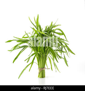 Wasser Convolvulus auf weißem Hintergrund Stockfoto