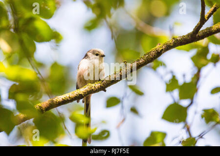 Schwanzmeise, Aegithalos caudatus Stockfoto