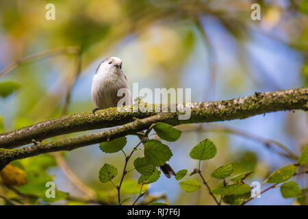 Schwanzmeise, Aegithalos caudatus Stockfoto