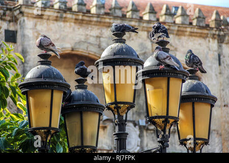 Große Antillen, Karibik, Dominikanische Republik, Santo Domingo, Altstadt, Tauben in Lampen vor historischem Gebäude Stockfoto