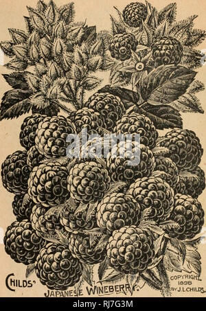 . Childs' seltene Blumen, Gemüse und Obst. Verkaufskataloge Samen