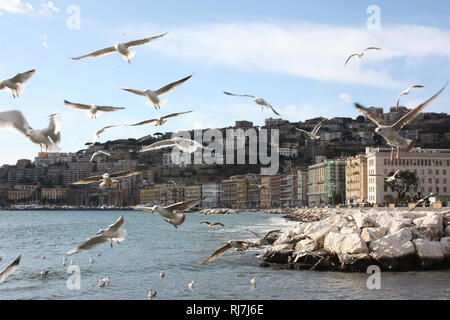 Möwen im Flug über Neapel Stockfoto