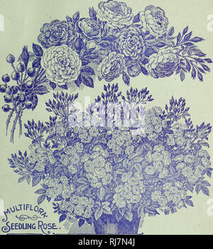 . Childs' seltene Blumen, Gemüse, &Amp; Früchte. Verkaufskataloge Samen; Baumschulen (Gartenbau) Kataloge; Samen; Blumen Kataloge Kataloge Kataloge; Gemüse; Obstbäume Kataloge; John Lewis Childs (Firma); kommerzielle Kataloge; Baumschulen (Gartenbau); Samen; Blumen; Gemüse; Obstbäume. Feder KATALOG DER SAMEN, KNOLLEN UND PFLANZEN FÜR 1899. Spezialitäten und Neuheiten. Die Erlesensten und besten Zwiebeln und Pflanzen der letzten Einführung sind hier ottered. Sie sind es wert, svecial Aufmerksamkeit, und unsere Freunde werden gut daran tun, viele von Ihnen in Ihre Sammlung von floralen Schätze hinzuzufügen. Dur-ing