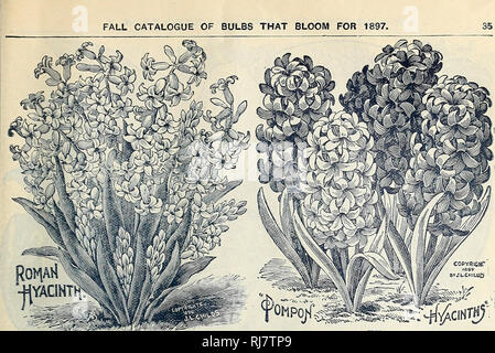 . Childs' fallen Katalog von Blumenzwiebeln, Pflanzen & Amp; Samen. Baumschulen (Gartenbau) Kataloge, Leuchtmittel (Pflanzen) Samen Samen Kataloge Kataloge; Blumen; John Lewis Childs (Firma); Baumschulen (Gartenbau), Leuchtmittel (Pflanzen); Blumen. Herbst Katalog von Birnen, die Blüte für 1897. Überhaupt nicht wie die Niederländische oder Schnee Hyazinthen, obwohl sisey Leiden nicht durch Vergleich. Die schlanken Sprossachsen, arch-ling unter ihrer Last von daintily balanciert, Glocken, sind der Höhepunkt der Anmut und Eleganz, während so viele Spikes bis Jrom jede Lampe, die den gesamten Pot erscheint ein Masse von Bloom geworfen werden. Römische Hyazinthen sind besonders gut für cutti Stockfoto