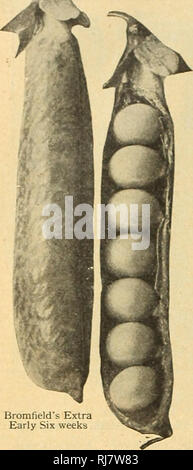 . Childs' 1924. Verkaufskataloge Samen; Baumschulen (Gartenbau) Kataloge; Samen; Blumen Kataloge Kataloge Kataloge ; Obst ; Gemüse Kataloge; John Lewis Childs (Firma); kommerzielle Kataloge; Baumschulen (Gartenbau); Samen; Blumen; Gemüse; Früchte. Köstliche Erbsen. Die bromfield Extra Früh sechs Wochen sicher, Erbsen sind eine der größten Geschenke der Natur. Unsere europäischen Vettern lange haben es erkannt. Mit ihnen kein Gemüse hat die spontane und Con-tinued Popularität, die die Pea genießt. Es ist nicht das, was Vielfalt der Erbse zu wachsen. Es ist nicht, wie wenige - aber immer, wie viele. Die Rivalität der Nachbarn für Stockfoto